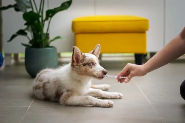 Veterinaria en Las Palmas de Gran Canaria — equipo profesional atendiendo mascotas